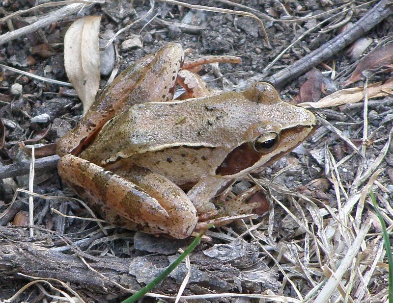 Rana dalmatina