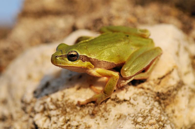 Hyla arborea