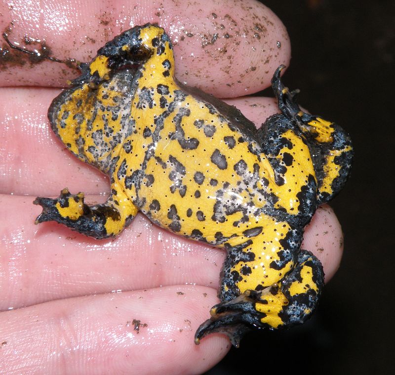 Bombina variegata