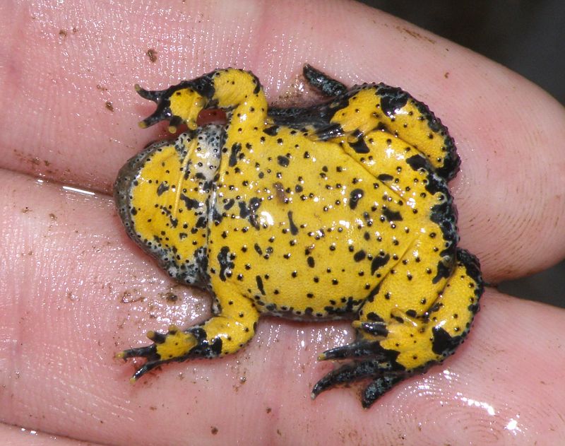 Bombina variegata