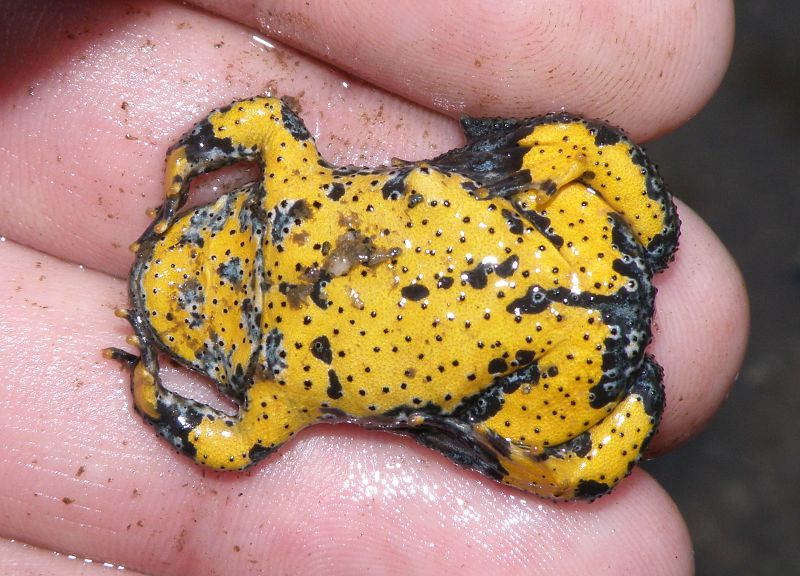 Bombina variegata