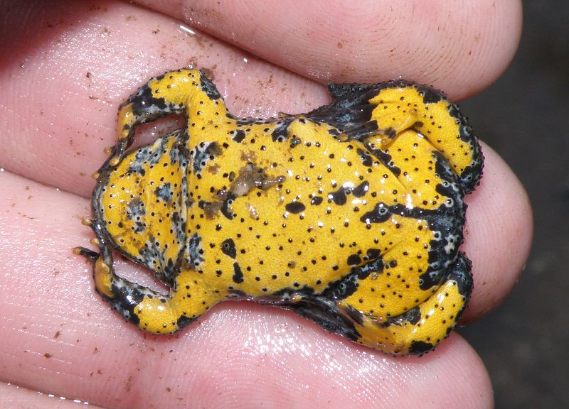 Bombina variegata