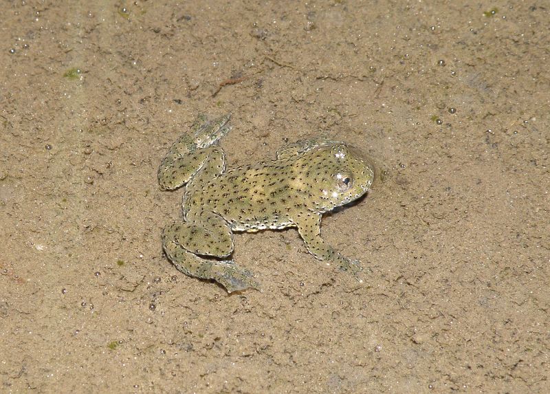 Bombina variegata