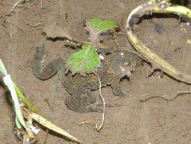 Bombina variegata