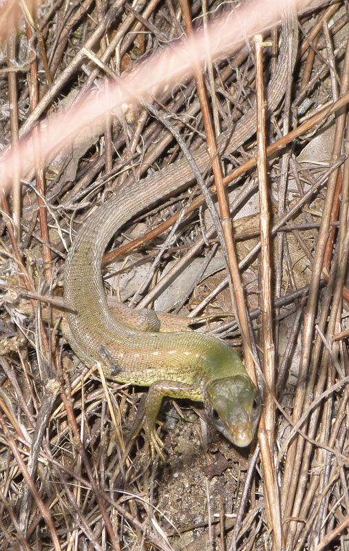 Lacerta viridis