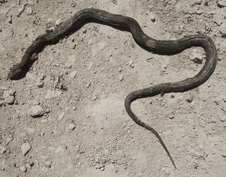 Natrix tessellata