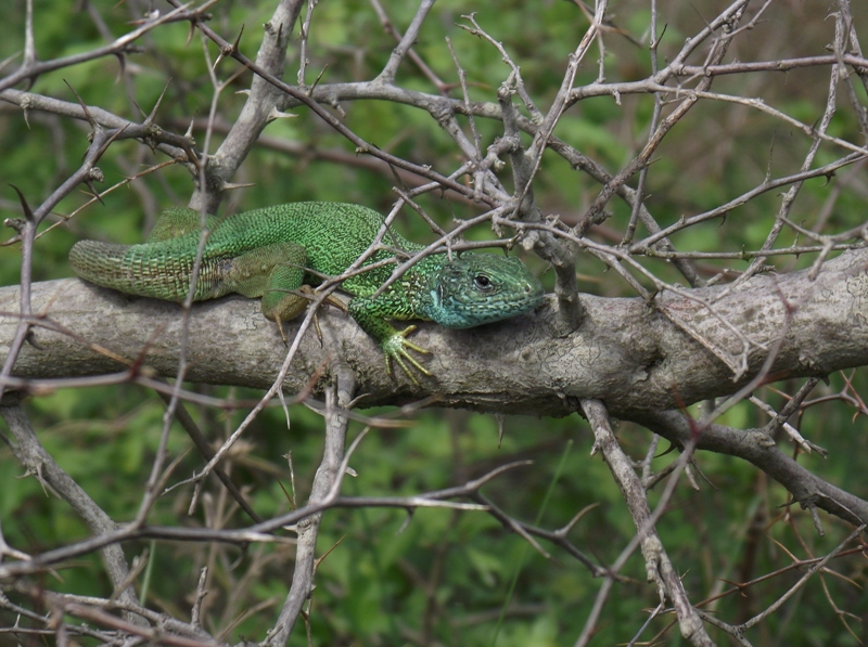 Lacerta viridis