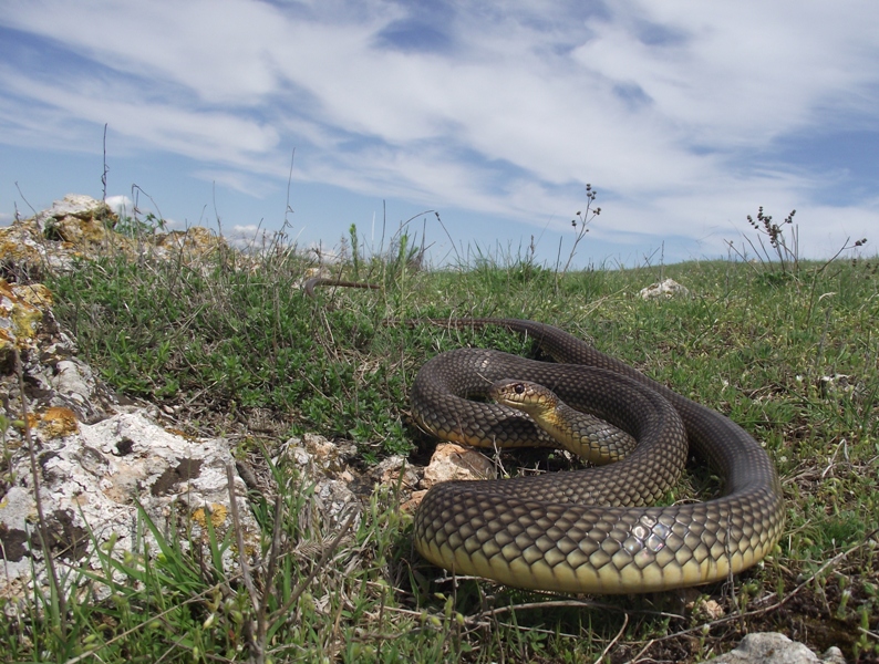 Dolichophis caspius