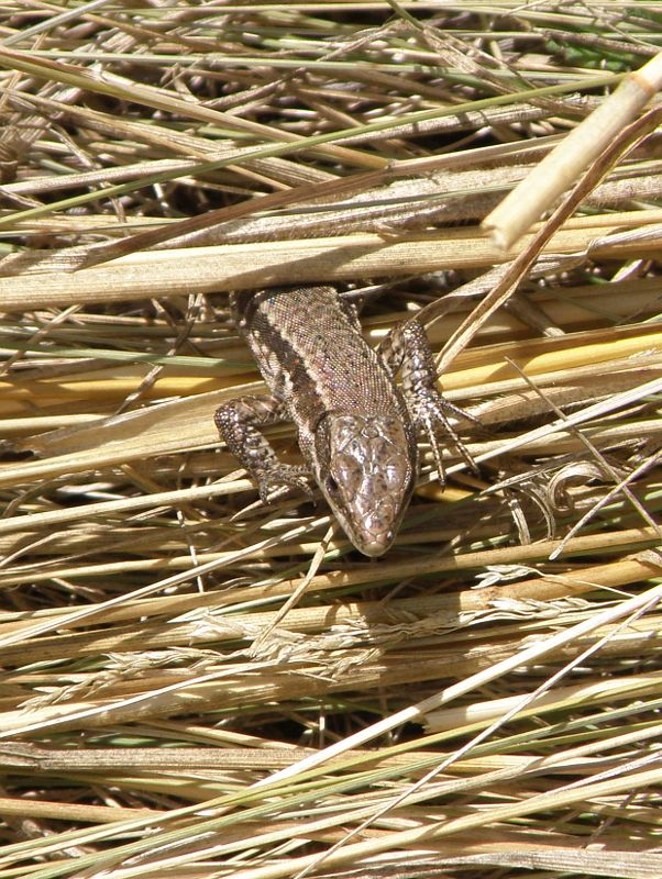 Podarcis muralis