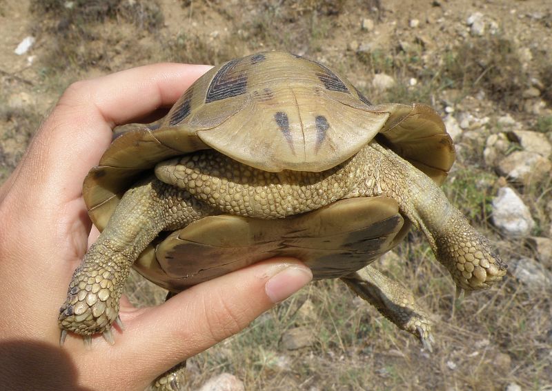 Testudo hermanni