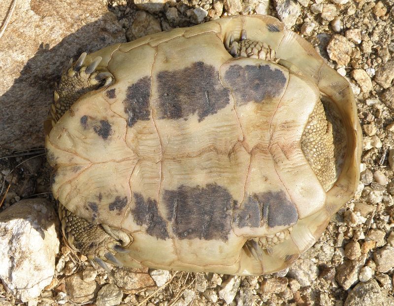 Testudo hermanni