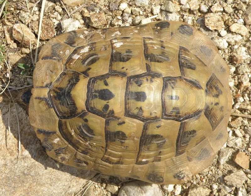 Testudo hermanni