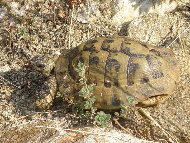 Testudo hermanni