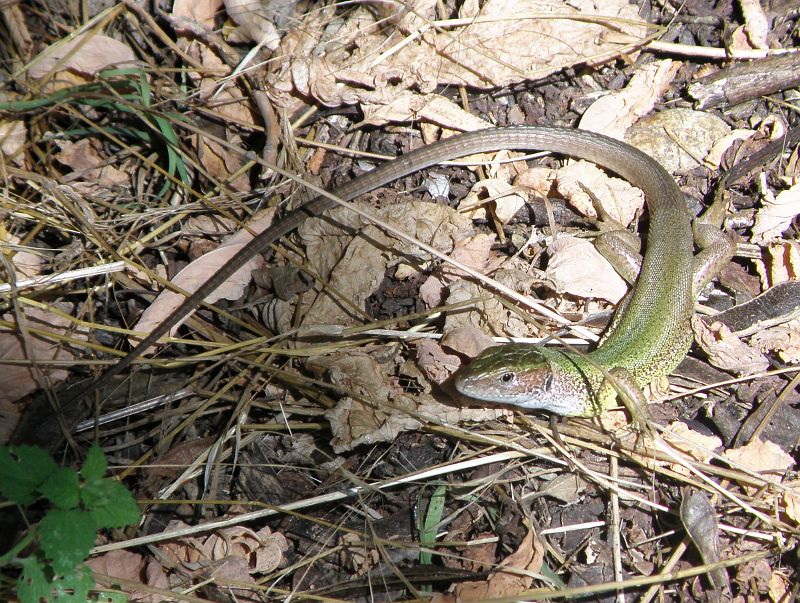 Lacerta viridis