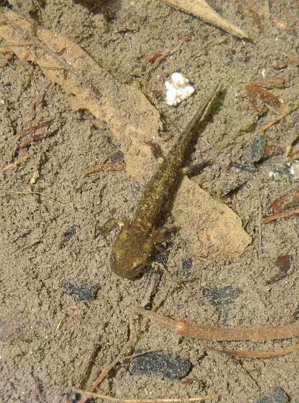 Salamandra salamandra