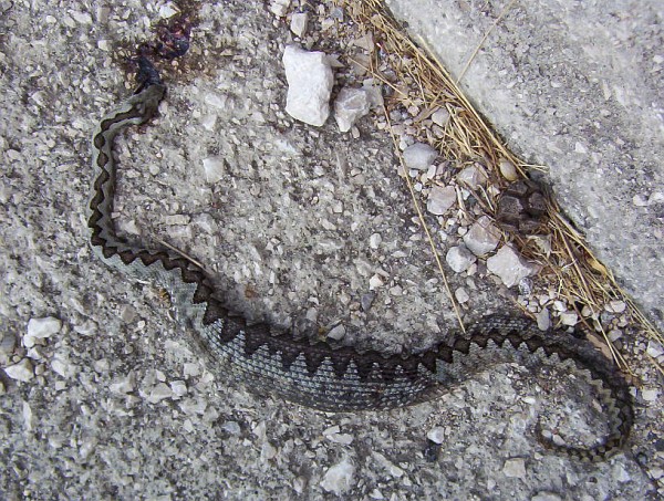 Vipera ammodytes