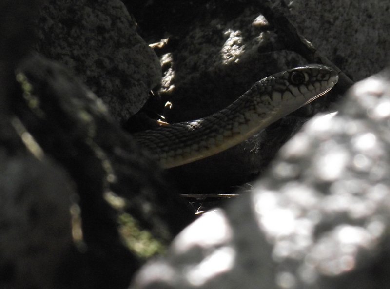 Dolichophis caspius