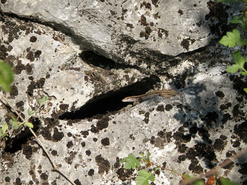 Podarcis muralis