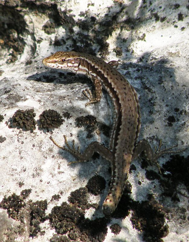 Podarcis muralis