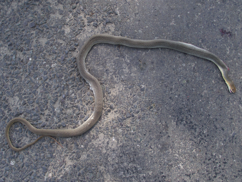 Dolichophis caspius