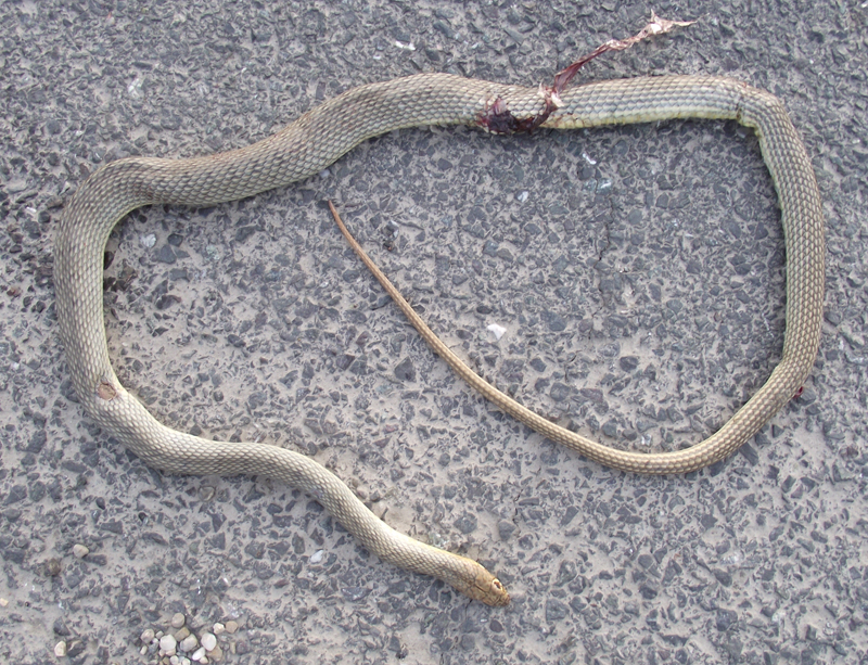 Dolichophis caspius