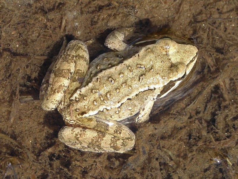Rana temporaria