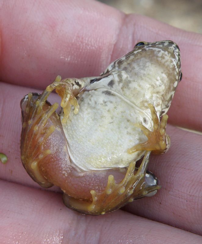 Rana temporaria