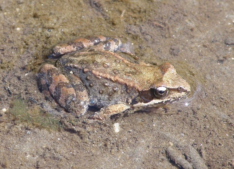 Rana temporaria