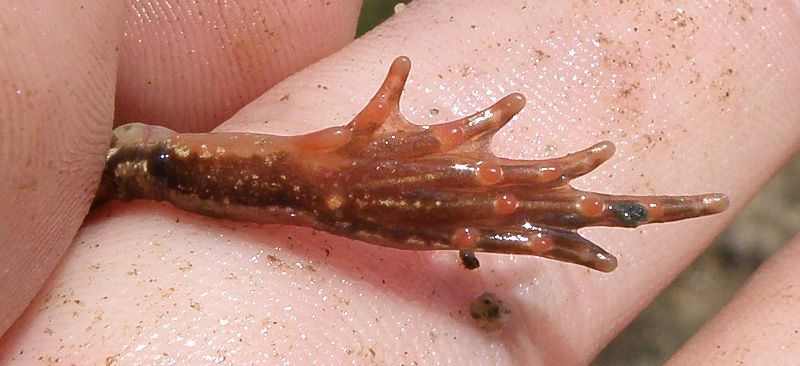 Rana temporaria