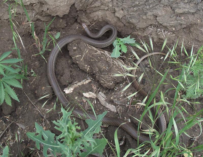 Dolichophis caspius