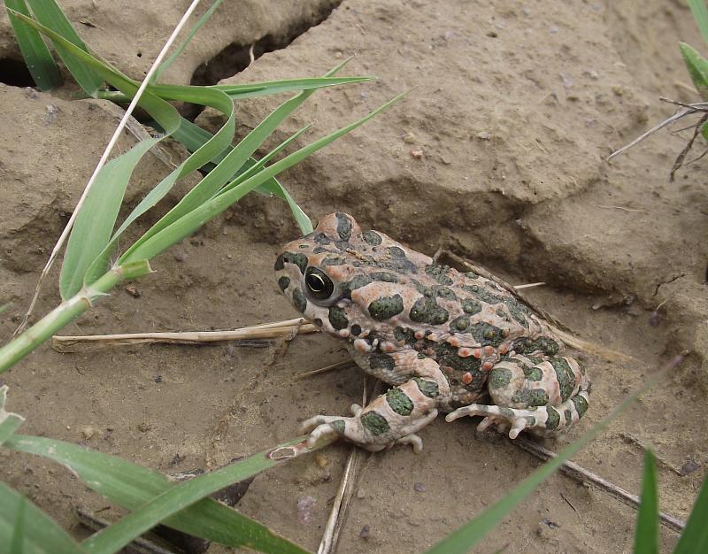 Pseudepidalea viridis