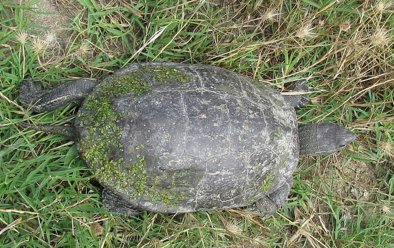 Mauremys rivulata