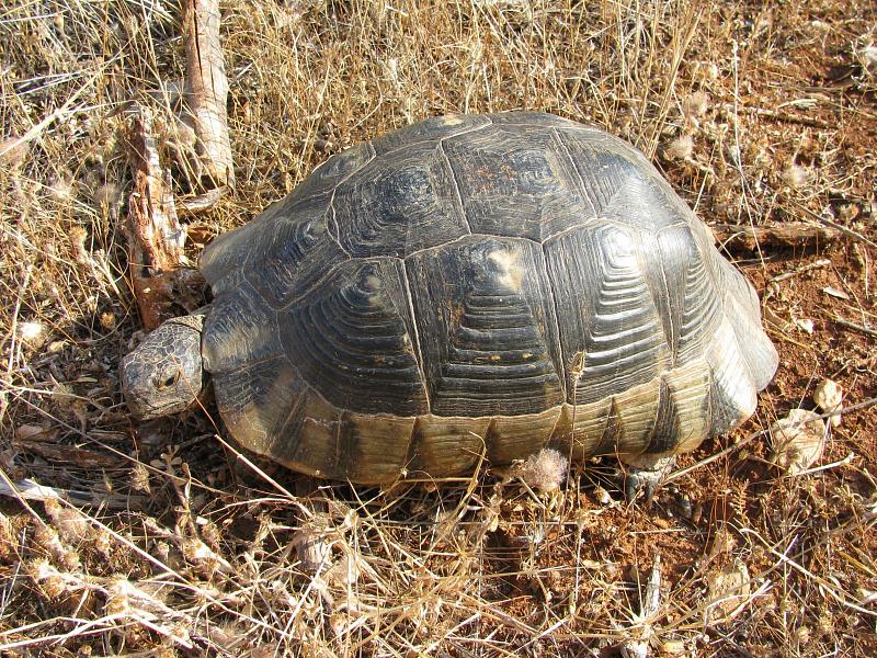 Testudo marginata