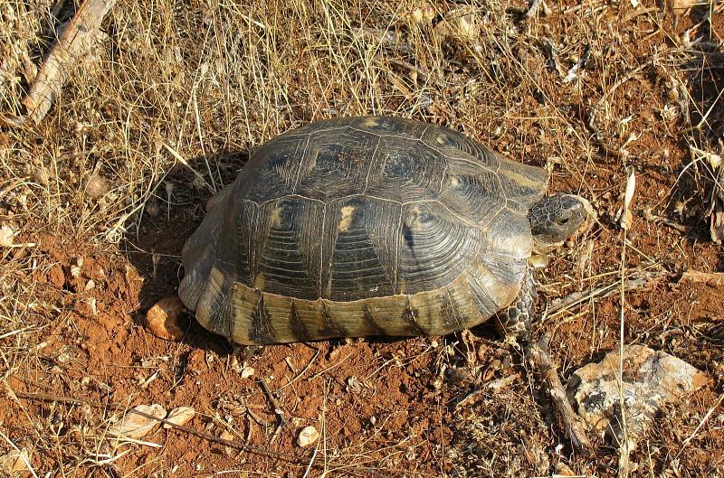 Testudo marginata