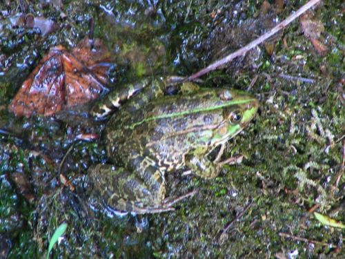 Pelophylax ridibundus