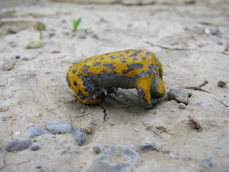 Bombina variegata