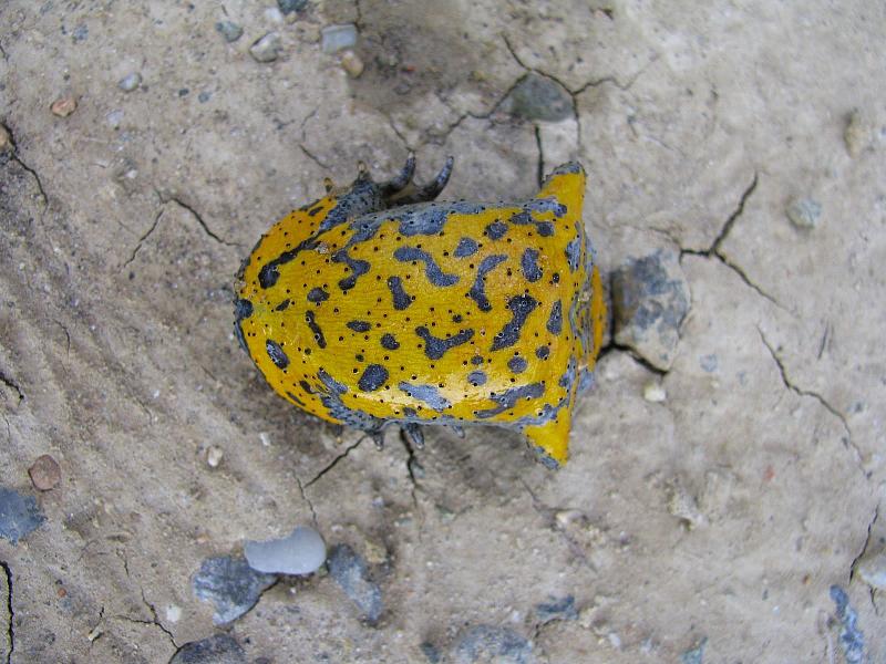 Bombina variegata