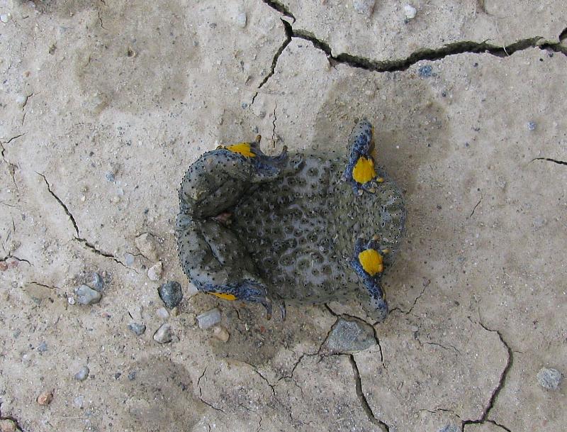 Bombina variegata