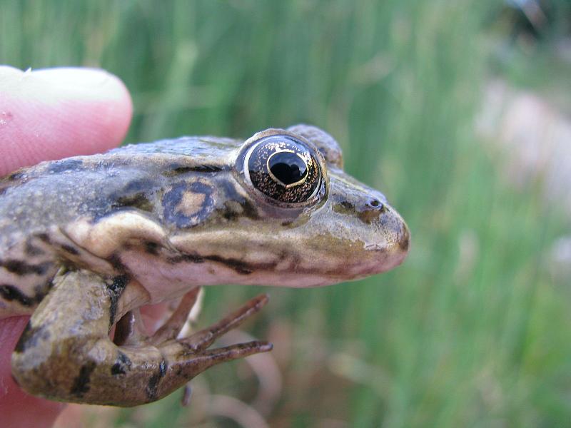 Pelophylax ridibundus