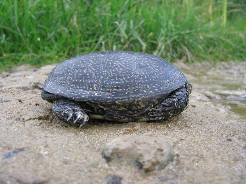 Emys orbicularis