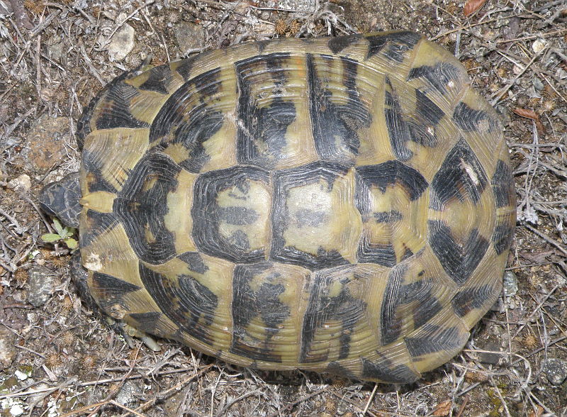 Testudo hermanni