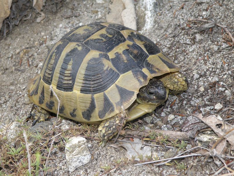 Testudo hermanni