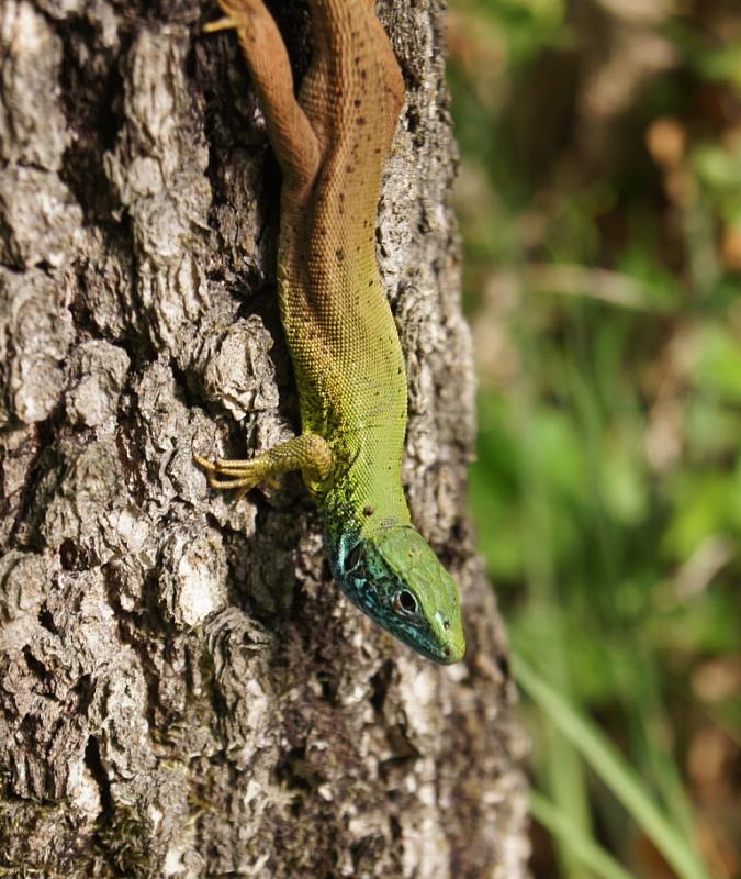 Lacerta viridis