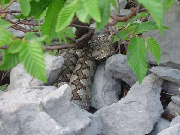 Vipera ammodytes