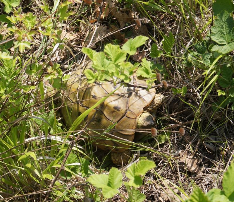 Testudo hermanni