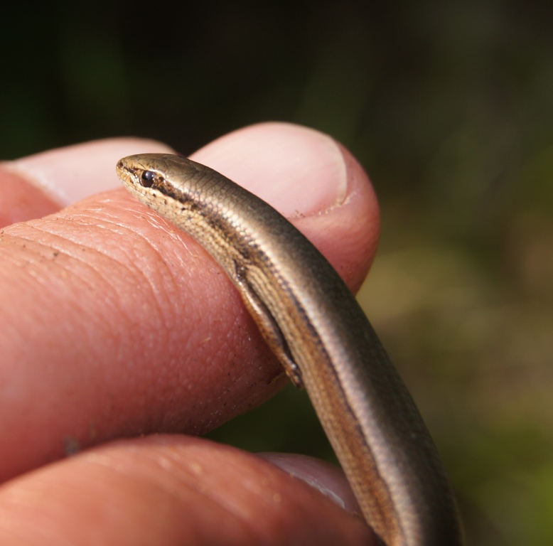 Ablepharus kitaibelii