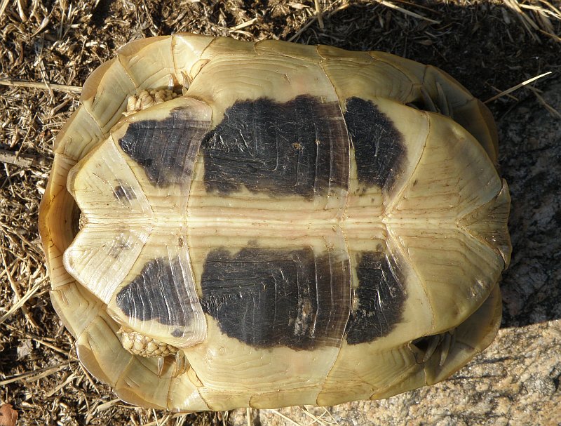 Testudo hermanni