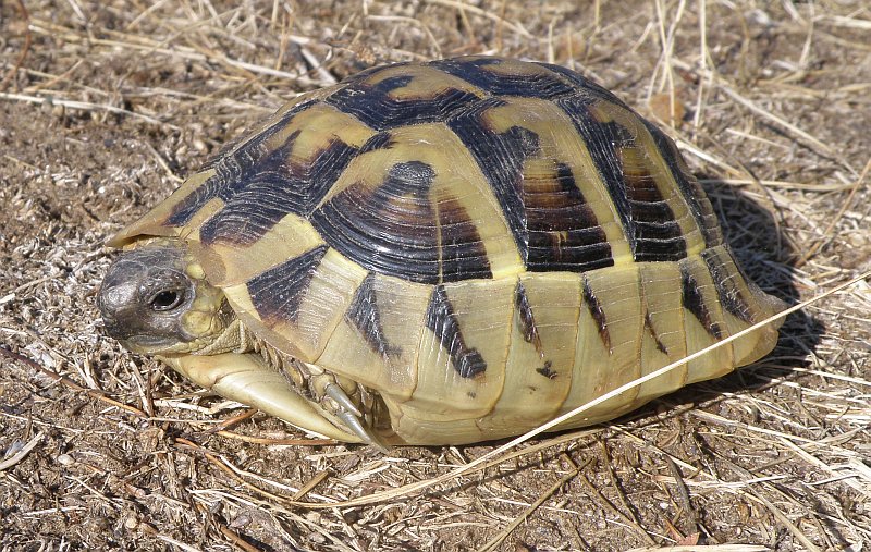 Testudo hermanni