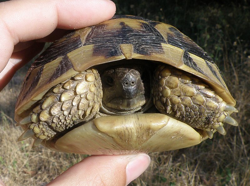 Testudo hermanni