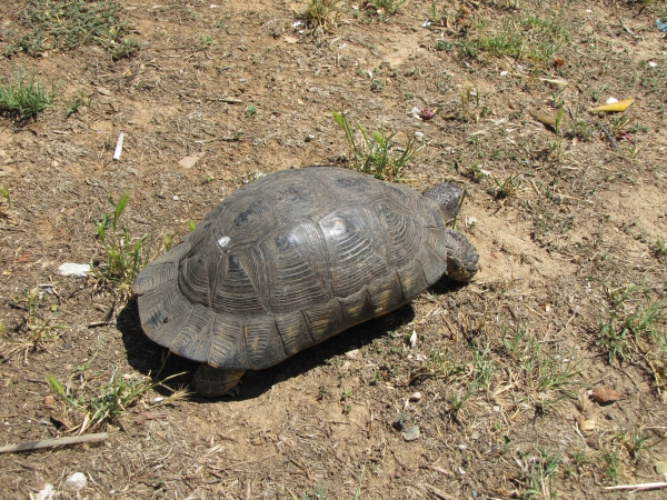 Testudo marginata